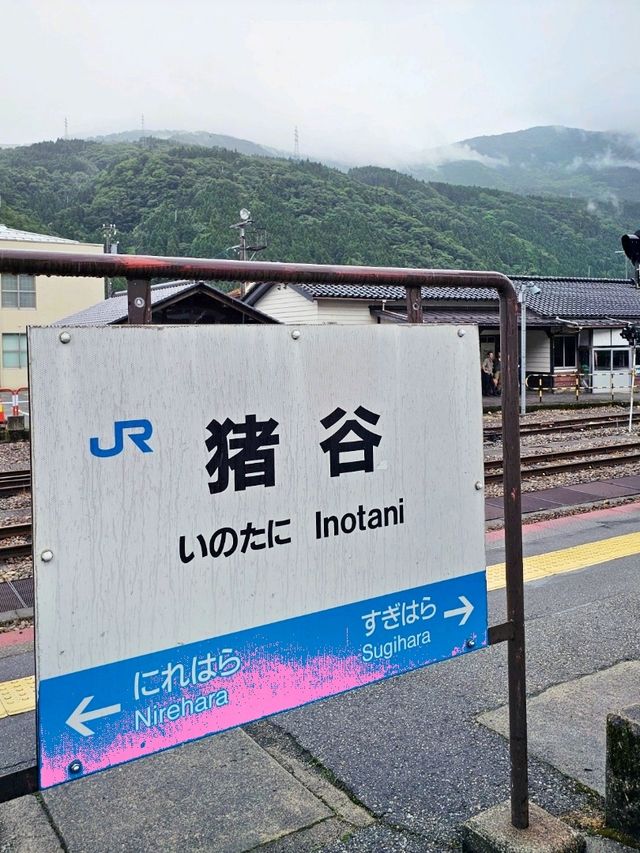 日本山里的自然，富山〔豬谷站〕🐗?