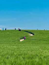 Green Waves at Gochang’s Barley Field