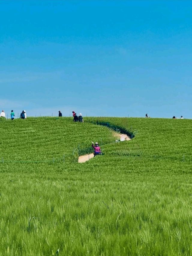 Green Waves at Gochang’s Barley Field