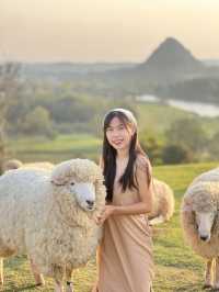 คาเฟ่  ฟาร์มแกะในเมืองเชียงราย ABONZO