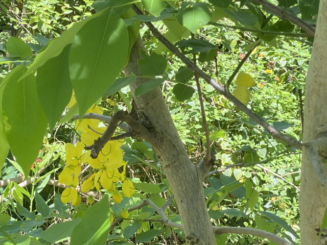 亞泥生態園區  🦋 蝴蝶翩舞 