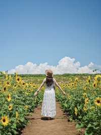 山梨の人気ひまわりスポットをご紹介🌻