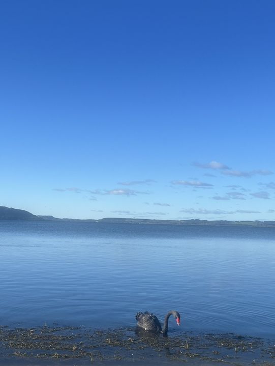 💙🦢 New Zealand’s Lake Days – Where the Sky Meets the Water