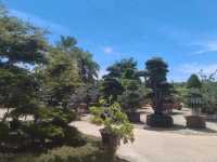 สวนนงนุช สวนสวย1ใน10ของโลก
