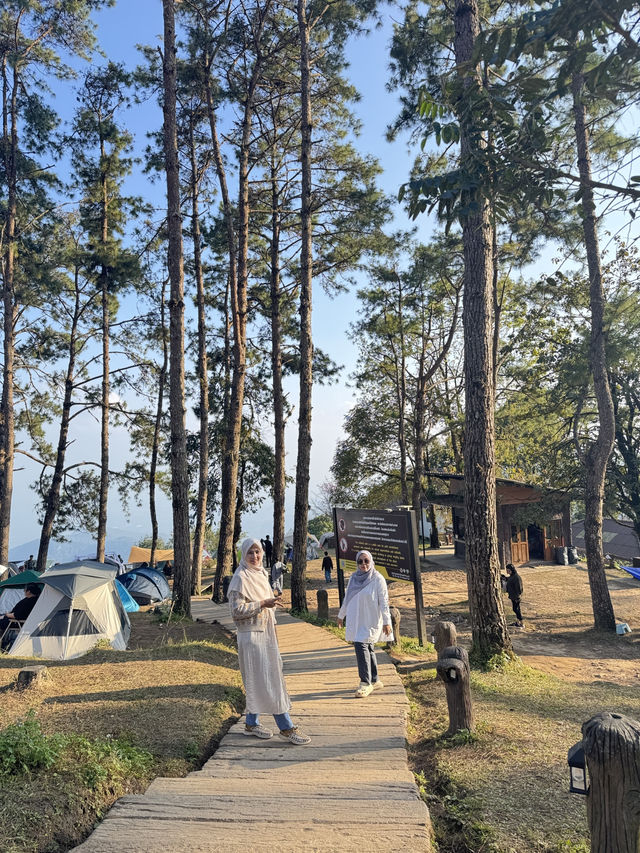 จุดชมวิวม่อนสน ดอยอ่างขาง จังหวัดเชียงให้