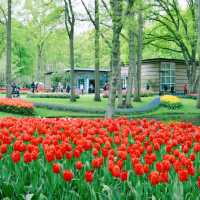 【花の楽園🌷】キューケンホフ公園🇳🇱
