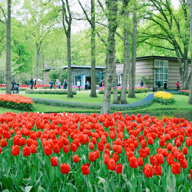 【花の楽園🌷】キューケンホフ公園🇳🇱