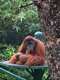 KL Wild Side: Leap Into Zoo Negara’s Jungle Adventure 