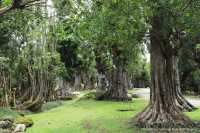 สวนช้างทองเฮอริเทจ สวนไม้โยราณเชียงใหม่