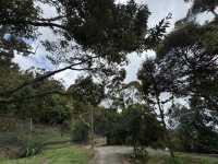 🌳 Hidden Gem in the Hills: 838 Durian Balik Pulau