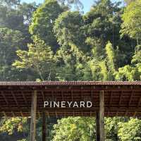 A Forest Hideaway Above the Highlands – My Visit to Pineyard Café, Genting