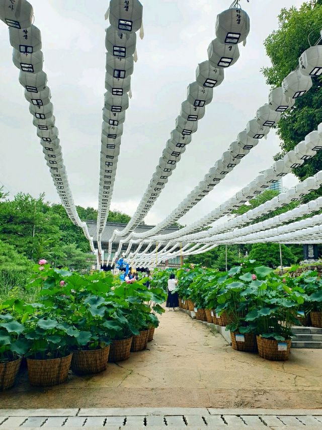 물구름 둥둥 ☁ 빗방울 맺힌 여름의 봉은사