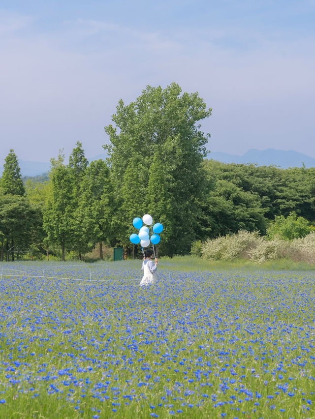 (실시간) 파란 물결 시작된 아그로랜드🌿💙