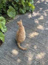 ปั่นจักรยาน หมู่บ้าน Bise-Fukugi (Okinawa) 🌲🚲🐈