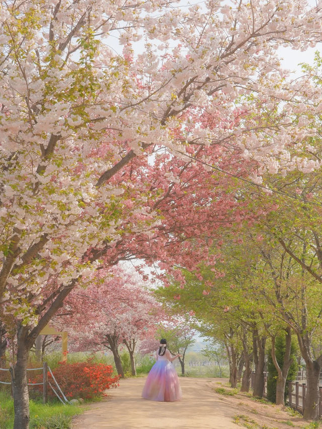 내가 사랑한 경주의 봄🌸❤️