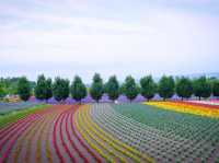 สวนดอกไม้ ทุ่งลาเวนเดอร์ : ฮอกไกโด
