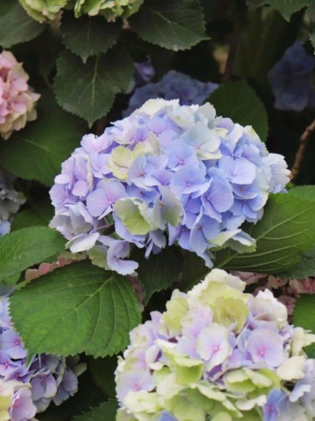 山茶花之丘🇰🇷🩷🌷🌺🌹💐韓國濟州島繡球花