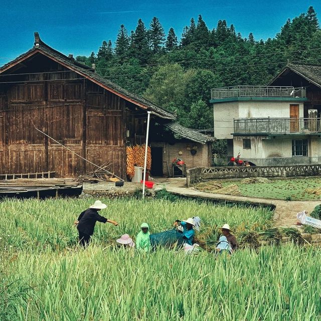 “Gateway to Longtang’s Timeless Miao Life”