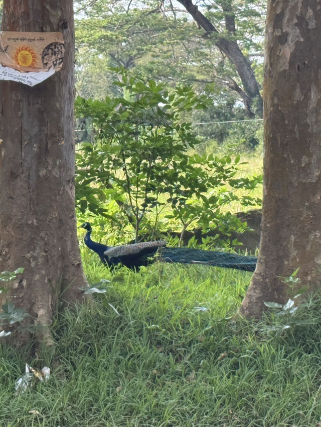 How to spend 6 days in Sri Lanka, country of Peacock