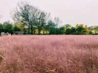 Pink Muhly Sea: A Dreamlike Symphony in Blush