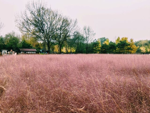 Pink Muhly Sea: A Dreamlike Symphony in Blush