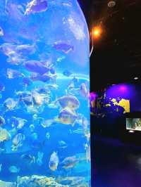 Dive Into the Wonders of SeaWorld Ancol
