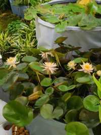 Summer’s Gentleness Lies Within the Lotus Petals