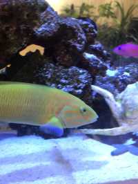 🐠 買い物中に癒やしのひととき──RHC Ron Herman MARK ISの水槽に癒される