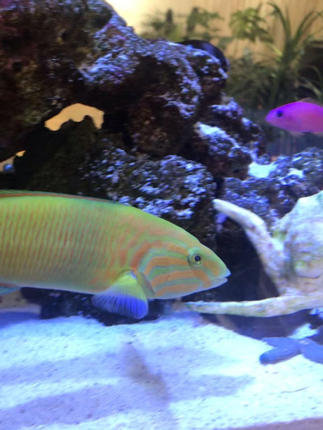 🐠 買い物中に癒やしのひととき──RHC Ron Herman MARK ISの水槽に癒される