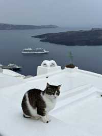 🇬🇷 聖托里尼 Santorini｜在貓咪與夕陽的陪伴下看愛琴海閃閃發光
