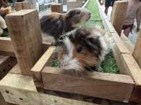 Wholesome Fun at theMINS Petting Zoo, Kota Damansara
