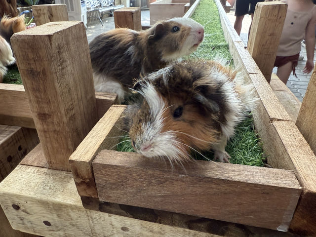 Wholesome Fun at theMINS Petting Zoo, Kota Damansara