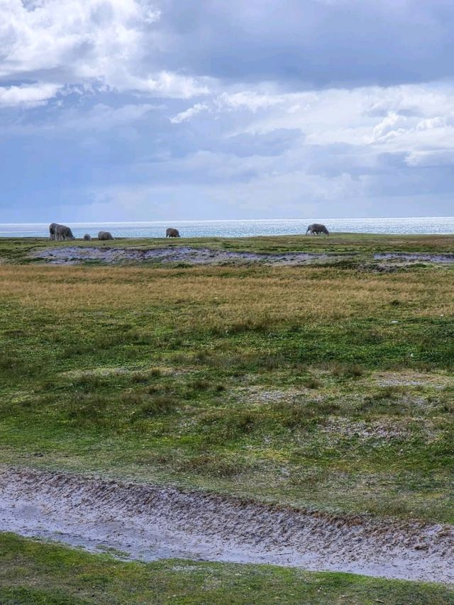 Penguin Paradise and Windy Wonders at Volunteer Point