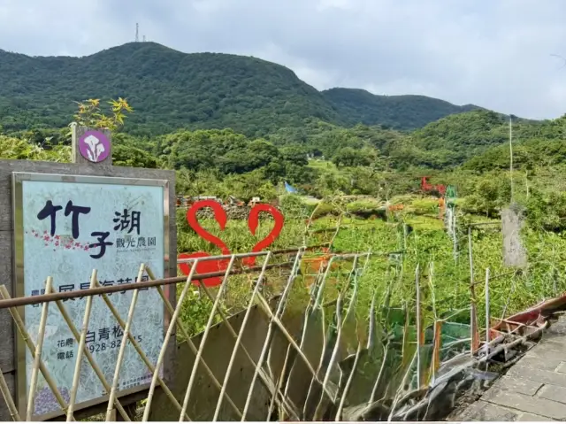 秘境推薦-陽明山竹子湖，賞花吃雞兩不誤，7月就是要涼爽與美味Combo！