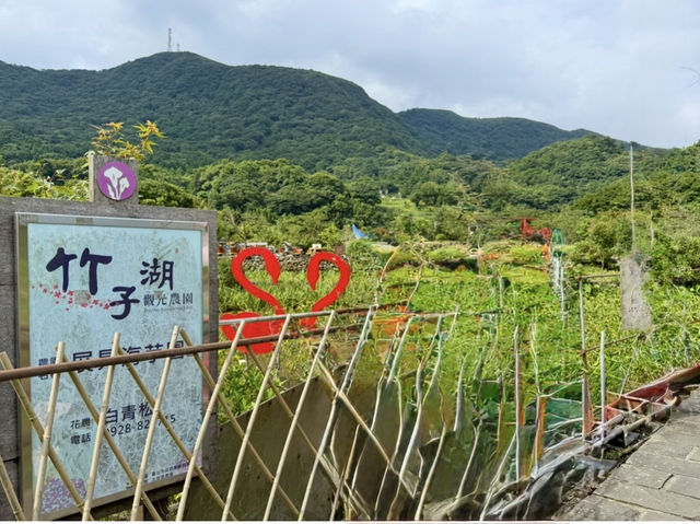 秘境推薦-陽明山竹子湖，賞花吃雞兩不誤，7月就是要涼爽與美味Combo！