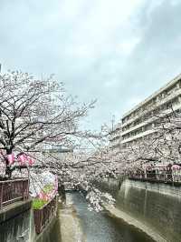 東京櫻花🌸
