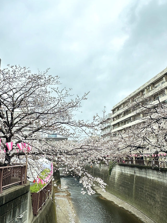東京櫻花🌸 東京櫻花🌸
