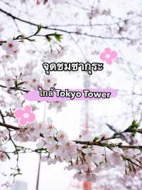จุดชมซากุระใกล้ Tokyo Tower🗼 