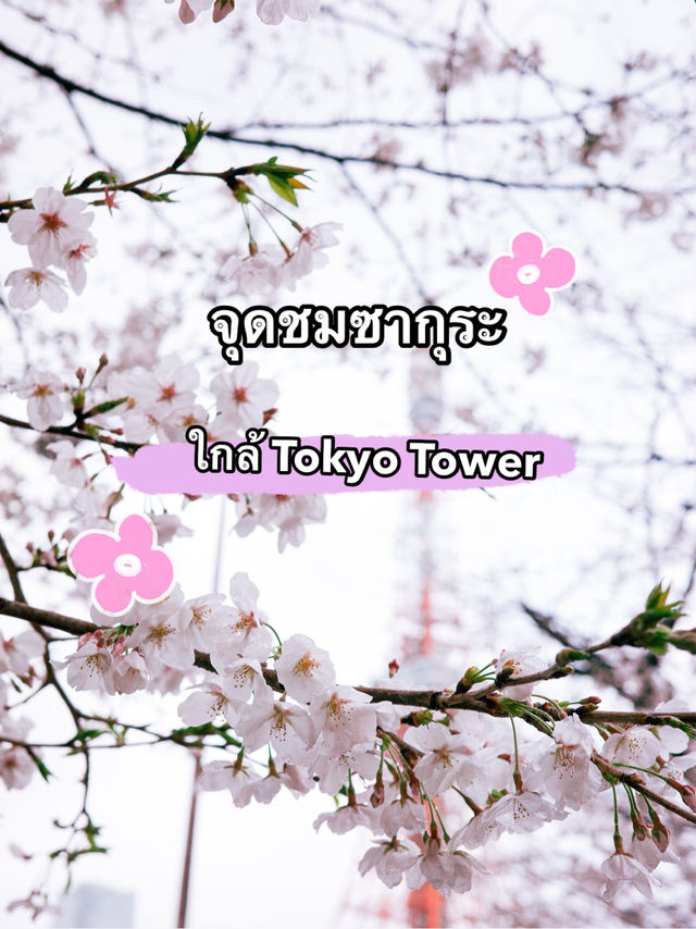 จุดชมซากุระใกล้ Tokyo Tower🗼 