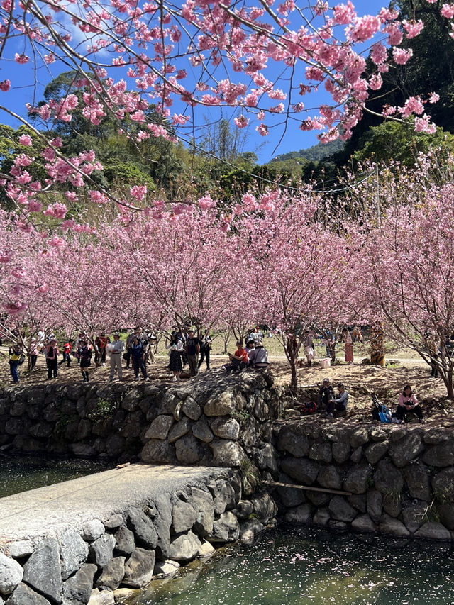 美人谷賞櫻🌸