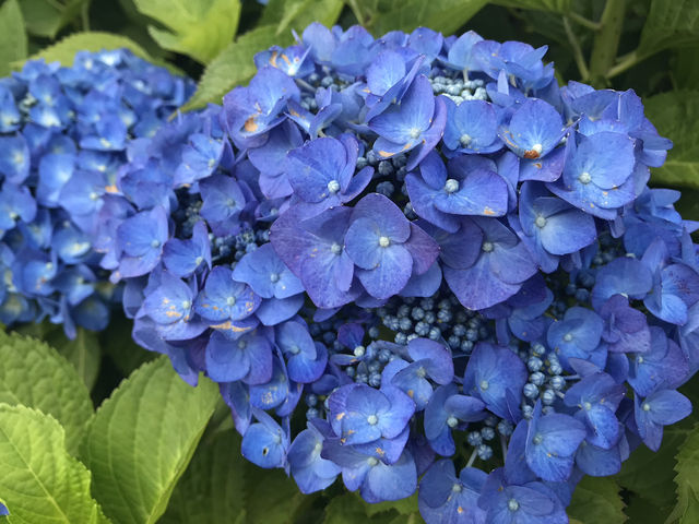 🌸 横浜新港中央広場の紫陽花から、ワールドポーターズ散策、エアキャビンで桜木町へ戻る旅