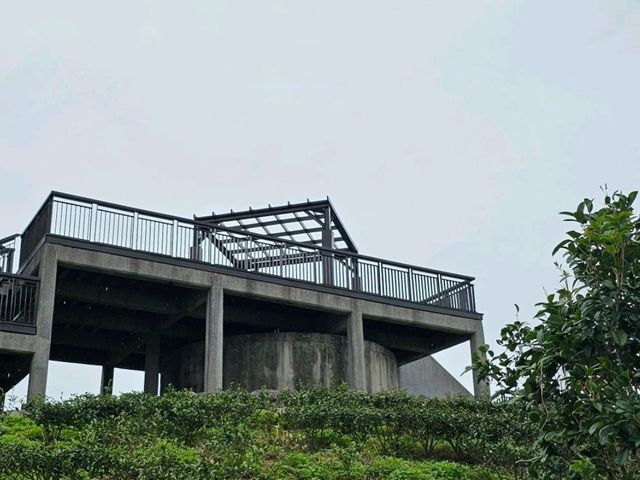 花蓮富里｜六十石山花海景觀涼亭〔黃花亭〕