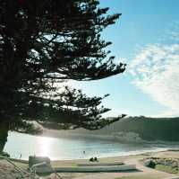 お一人向けグレートオーシャンロード（Great Ocean Road）の日帰りツアー比較