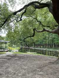 上海4A級國家森林公園-共青森林公園🌳🌿🐿️