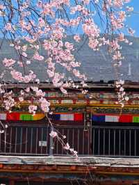 Dukezong Ancient Town – Blossom Beauty at 3,300m 🌸