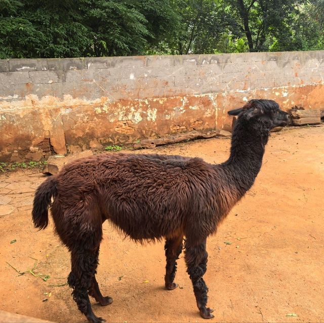 雲南昆明親子必去玩樂景點🏮昆明動物園