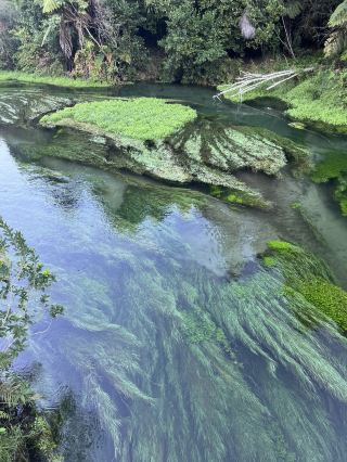 紐西蘭藍泉blue spring