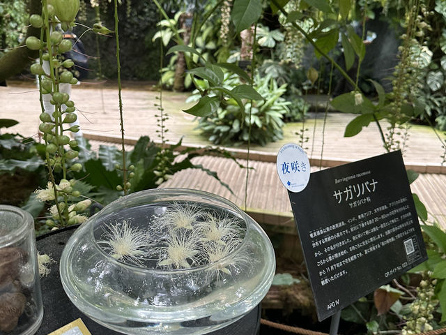 生簀ランチから牧野植物園へ🌿　高知旅