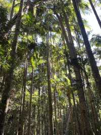 Budrim Forrest walk relaxin calm