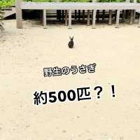 【嘉弥真島】うさぎと海と自然を満喫!